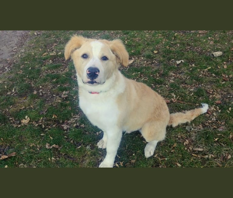Buddy, a Labrador Retriever and American Staffordshire Terrier mix tested with EmbarkVet.com