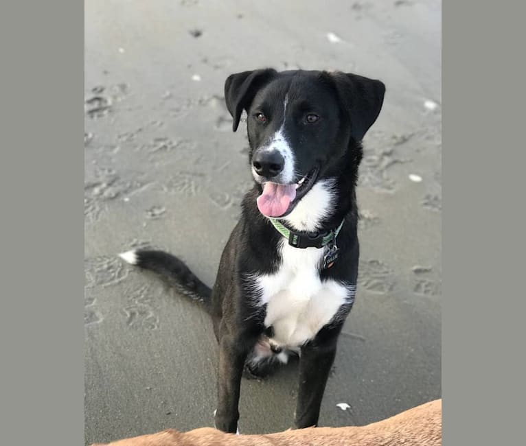 Embark Dog Dna Test Breed