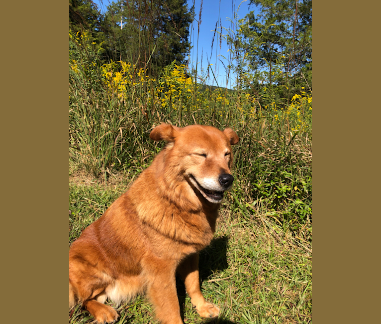 Photo of Sunny, a Chow Chow, Australian Cattle Dog, and Mixed mix in Vancouver, British Columbia, Canada