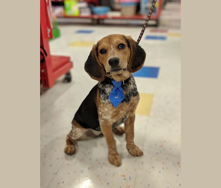 Photo of Ethan, a Beagle mix in Bowling Green, KY, USA