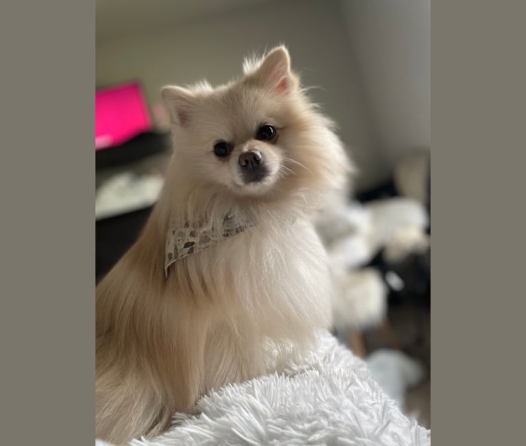 Koda, a Pomeranian tested with EmbarkVet.com
