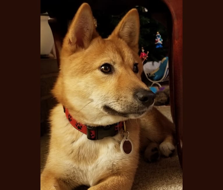 Wally (Walnut) Roonji, a Jindo and Japanese or Korean Village Dog mix tested with EmbarkVet.com