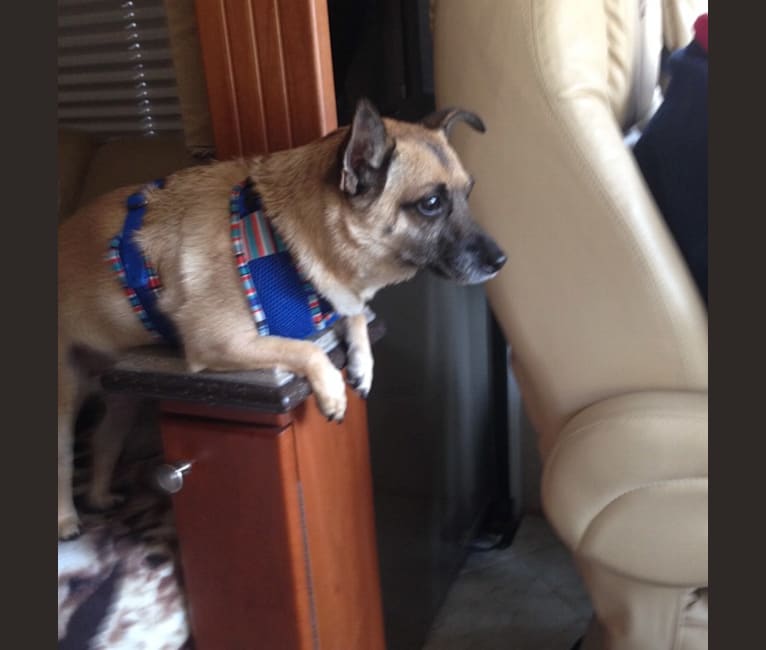 Dobby, a Cairn Terrier tested with EmbarkVet.com