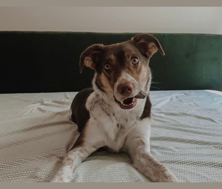Nova, a Rat Terrier and German Shepherd Dog mix tested with EmbarkVet.com