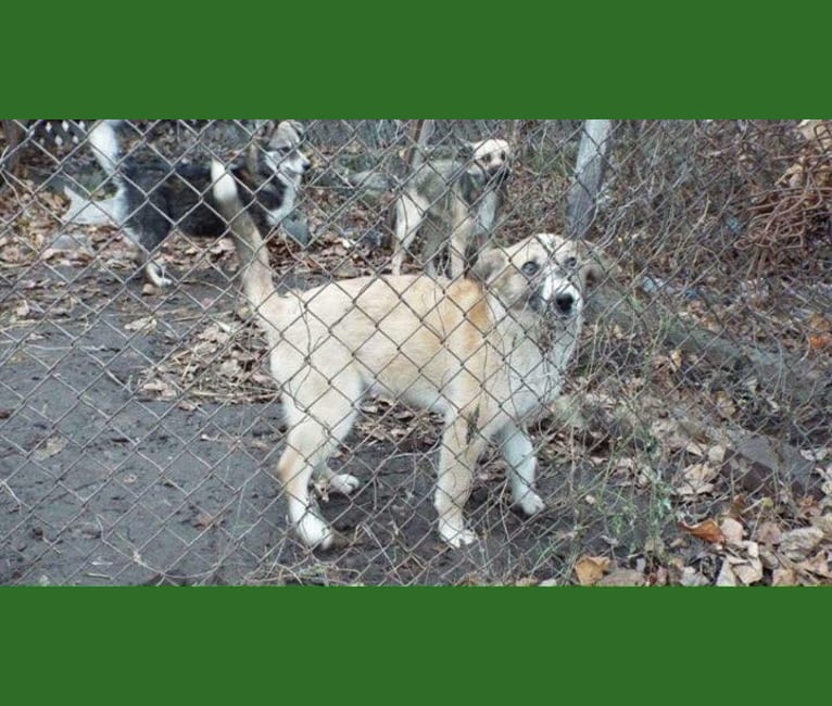 Newt, an Eastern European Village Dog tested with EmbarkVet.com
