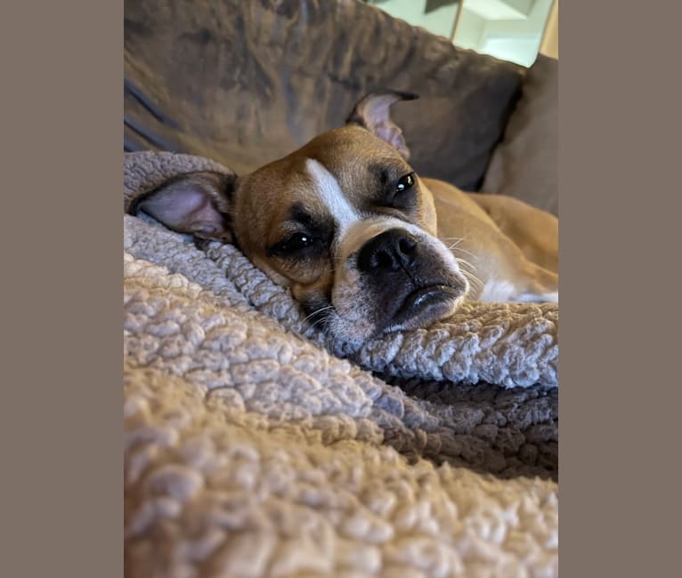 Photo of Lucy, a Boston Terrier, Bulldog, Pug, and Beagle mix in Oakville, ON, Canada