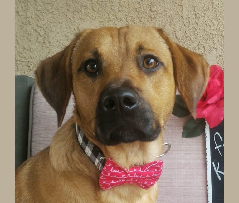 Cody, a Basset Hound and Australian Cattle Dog mix tested with EmbarkVet.com