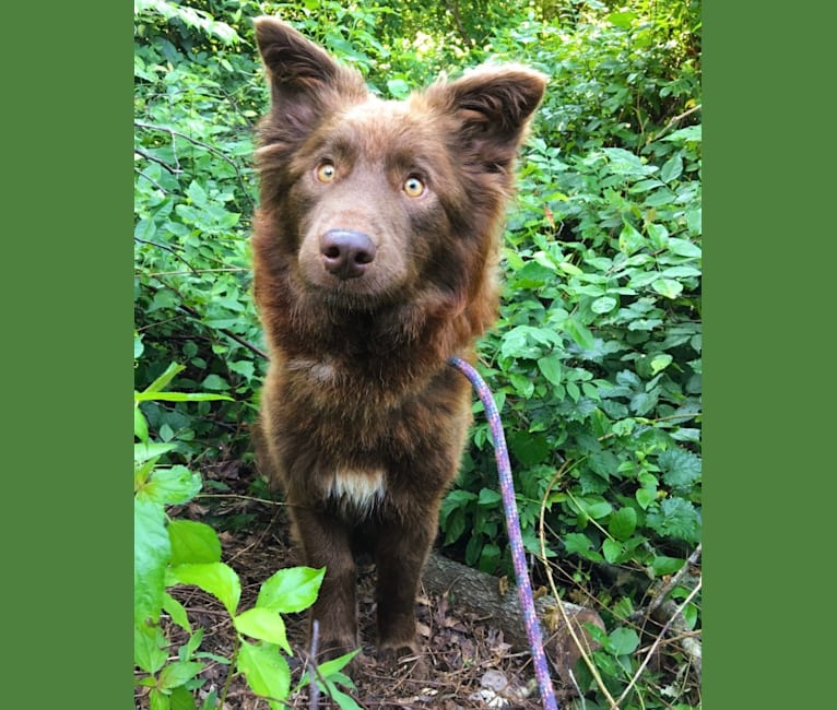 Ruby, a Border Collie and Chinese Shar-Pei mix tested with EmbarkVet.com