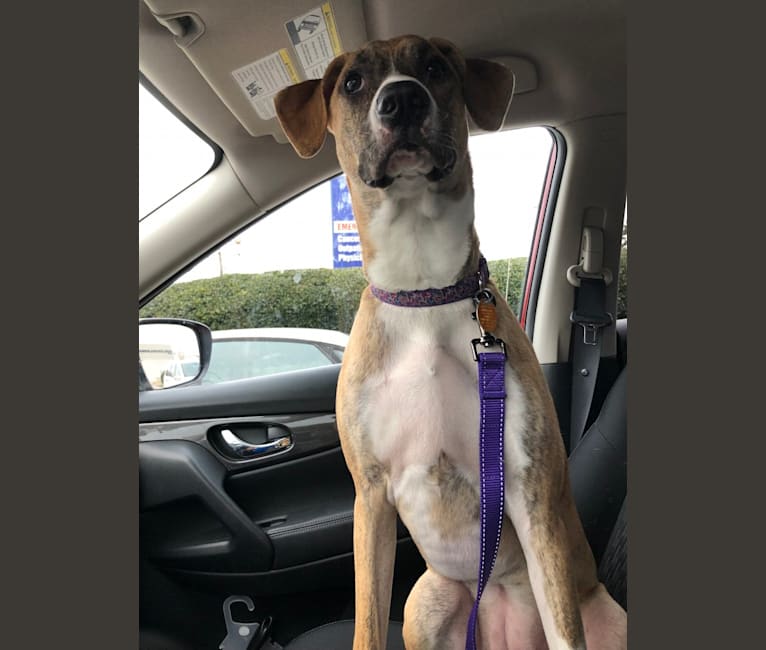 Avery, a Boxer and Mountain Cur mix tested with EmbarkVet.com