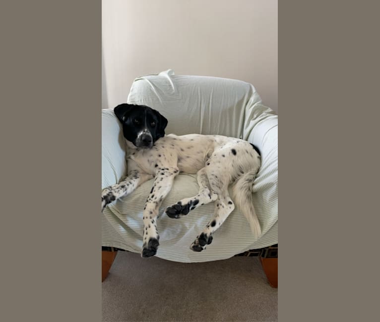 Toby, a German Shorthaired Pointer and Great Pyrenees mix tested with EmbarkVet.com