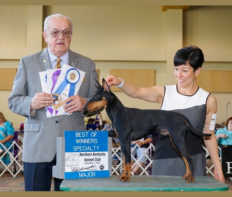 Stryker, a Manchester Terrier (Standard) tested with EmbarkVet.com