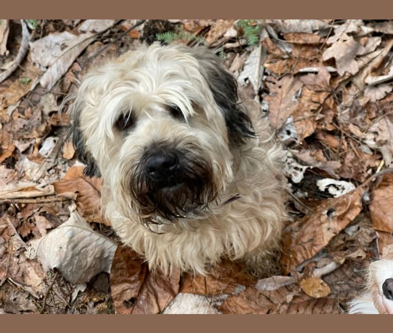 Photo of Charlee, a Soft Coated Wheaten Terrier (5.2% unresolved) in Marietta, Georgia, USA