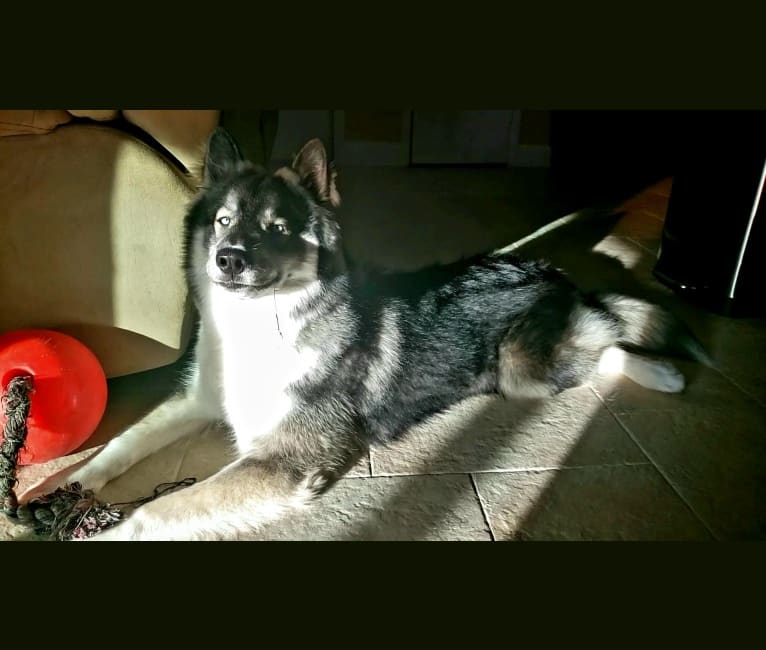 KYLO, a Siberian Husky tested with EmbarkVet.com
