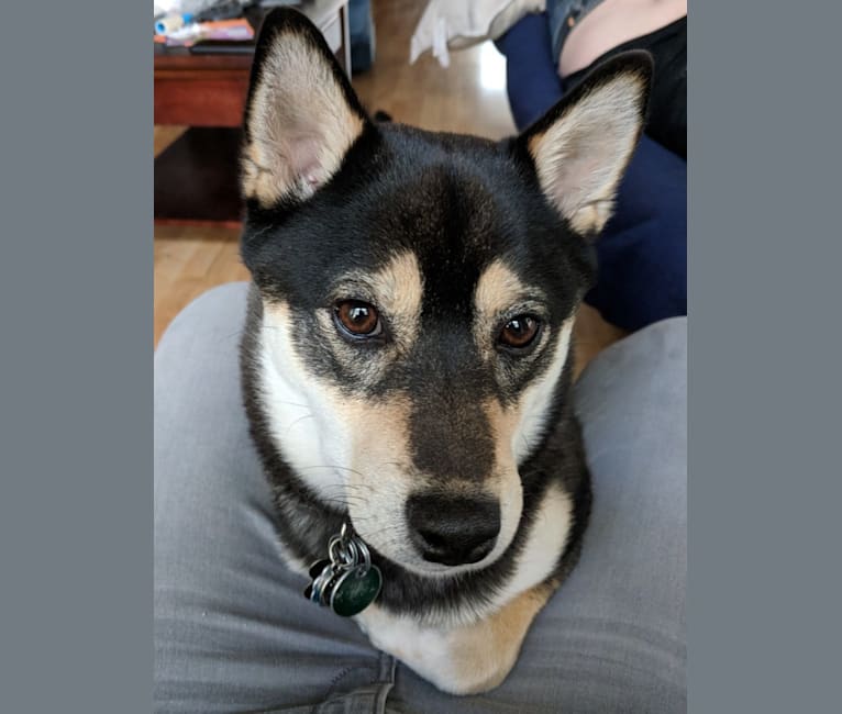 Bonsai, a Shiba Inu tested with EmbarkVet.com