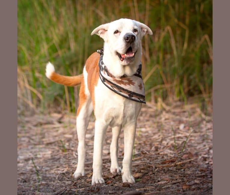 Boone, an Australian Shepherd and German Shepherd Dog mix tested with EmbarkVet.com