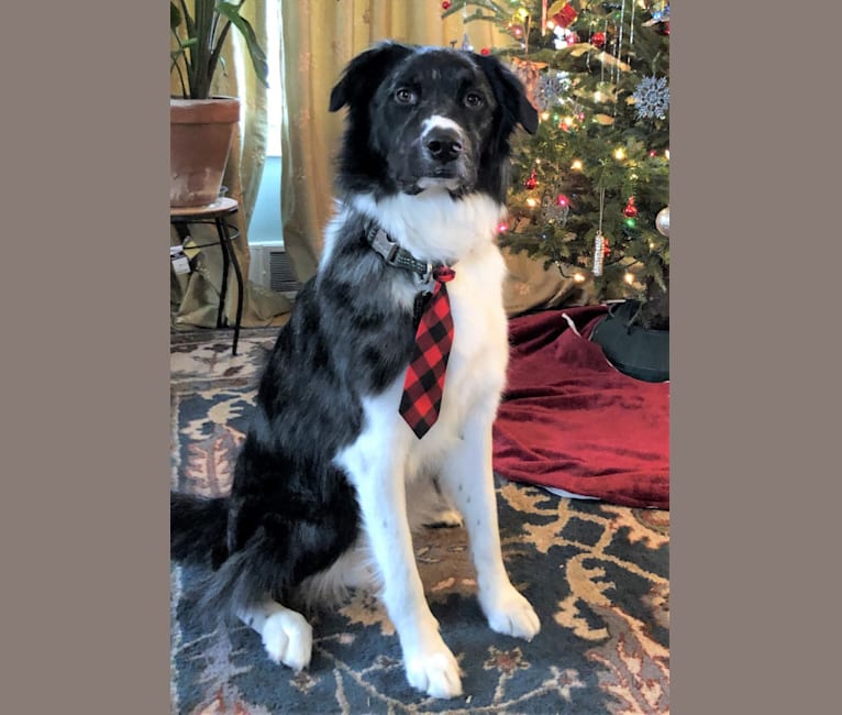 Murphy, a Border Collie and Chow Chow mix tested with EmbarkVet.com