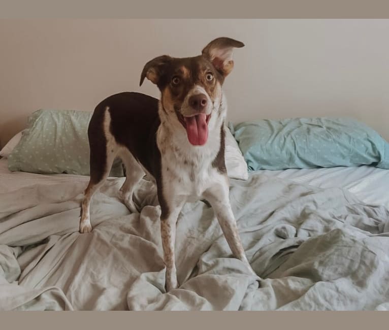Nova, a Rat Terrier and German Shepherd Dog mix tested with EmbarkVet.com