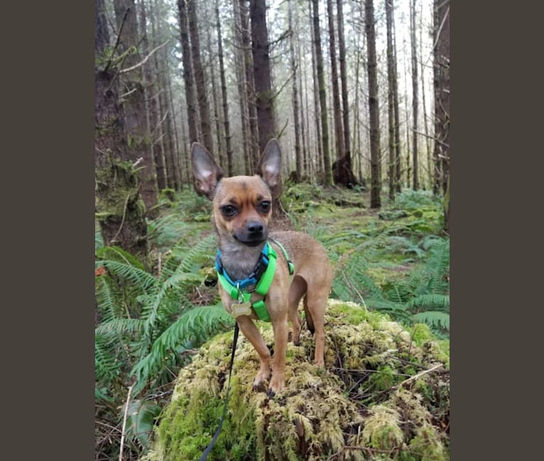 Photo of Moose, a Chihuahua and Miniature Pinscher mix in Astoria, Oregon, USA