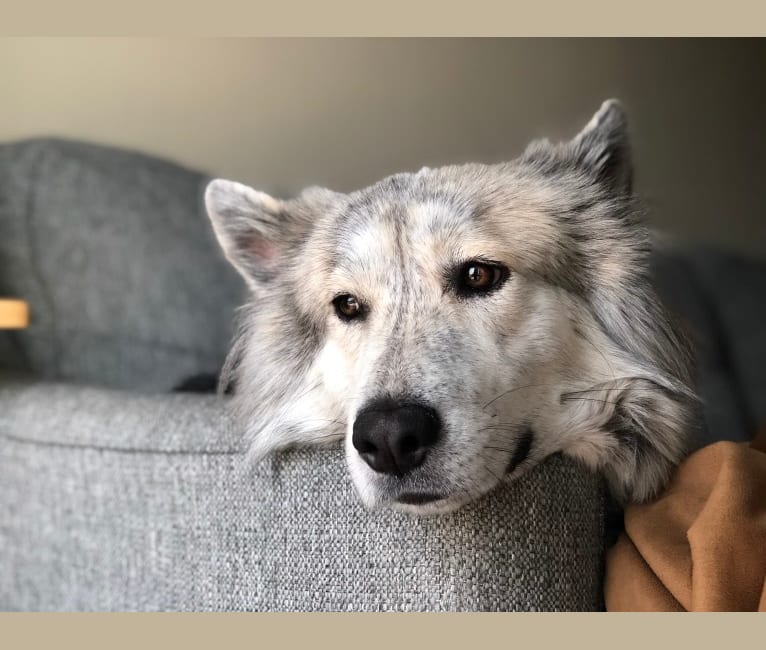 Skoll, a Siberian Husky and German Shepherd Dog mix tested with EmbarkVet.com