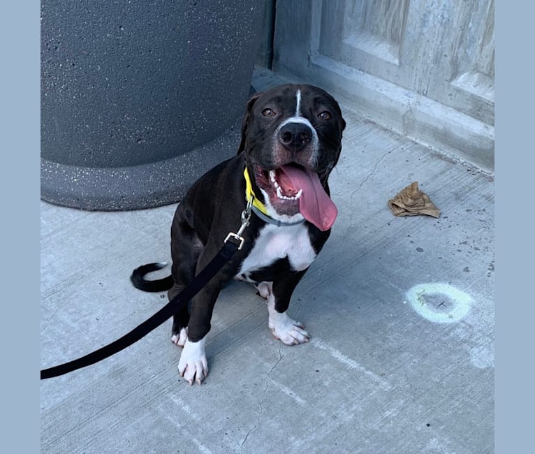 Duke, a Cane Corso and American Bully mix tested with EmbarkVet.com