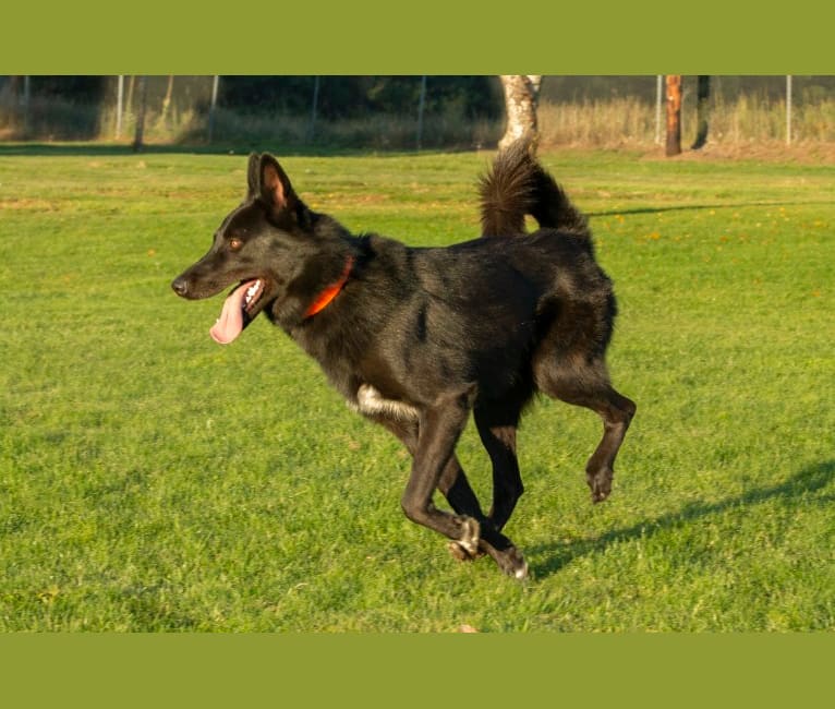 Warden, a Karelian Bear Dog and Irish Wolfhound mix tested with EmbarkVet.com