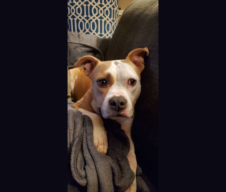 Peaches, an American Staffordshire Terrier tested with EmbarkVet.com
