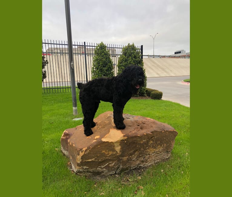 Midnightsolo Liam Blanton, a Black Russian Terrier tested with EmbarkVet.com