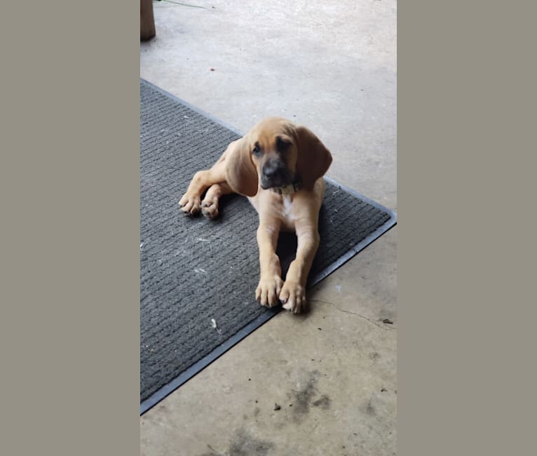 Marcy, a Bloodhound tested with EmbarkVet.com