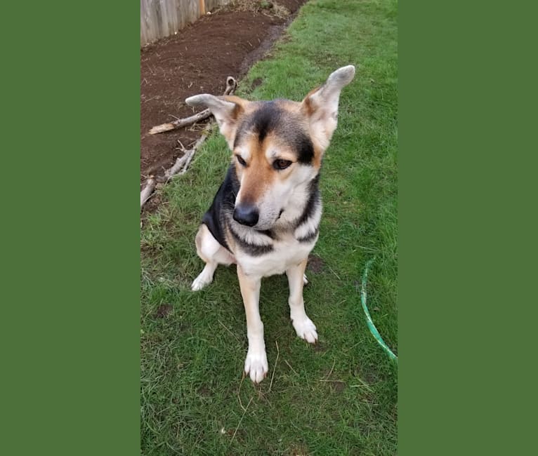 Vincent, a German Shepherd Dog tested with EmbarkVet.com