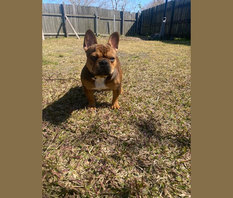 Tchoup, a French Bulldog tested with EmbarkVet.com