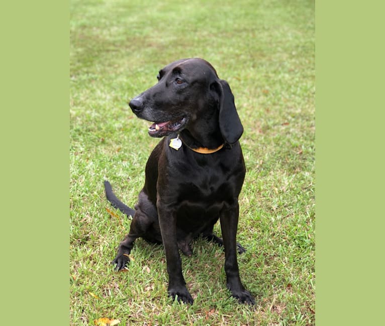 Tucker, a Labrador Retriever and Redbone Coonhound mix tested with EmbarkVet.com