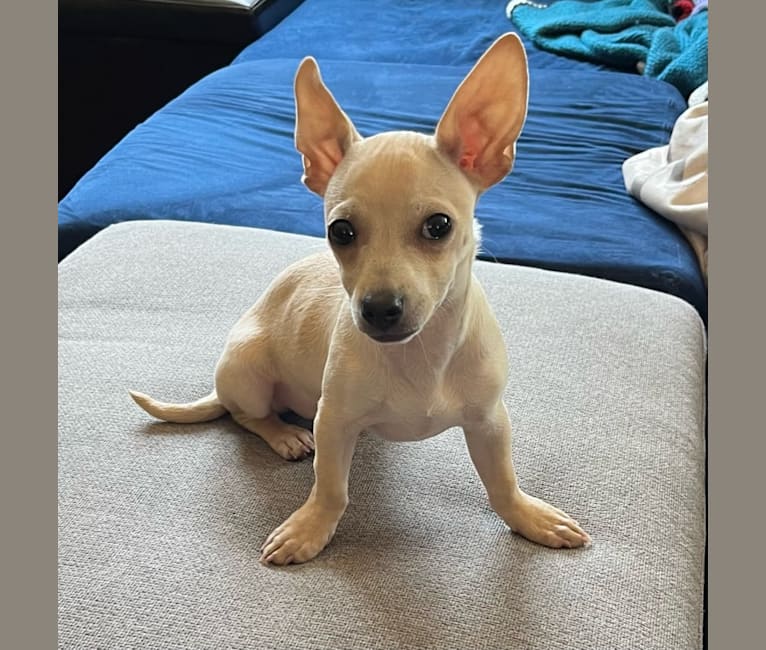 Rocket Chip, a Chihuahua and Rat Terrier mix tested with EmbarkVet.com