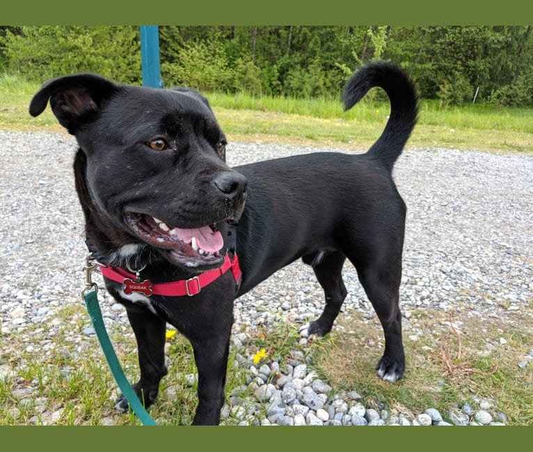 Photo of Squeak, an American Bully, American Pit Bull Terrier, Alaskan Malamute, Rottweiler, and Mixed mix in Nanaimo, BC, Canada