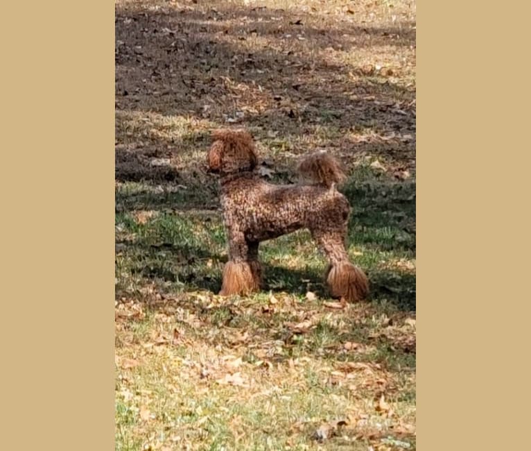 Georgia, a Poodle (Standard) tested with EmbarkVet.com