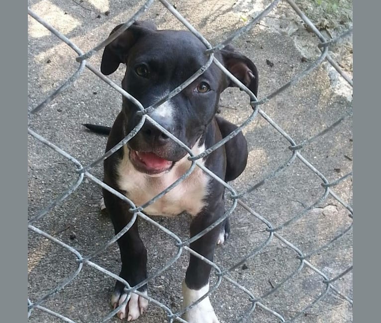 Hulk-E-Boy, an American Bully tested with EmbarkVet.com