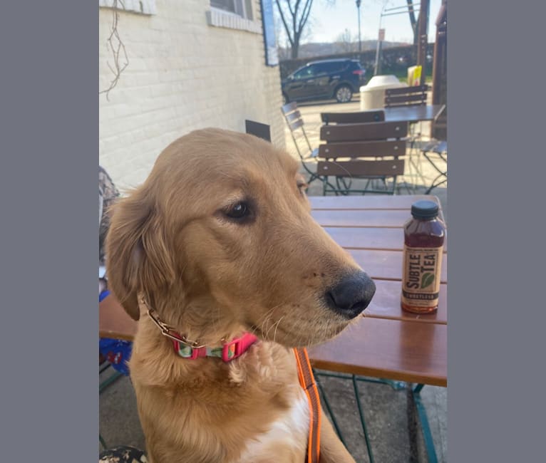 Summer, a Golden Retriever tested with EmbarkVet.com