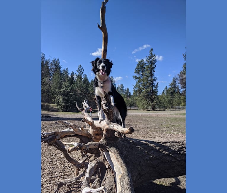 Photo of Milo, a Border Collie, McNab, and Shetland Sheepdog mix in Spokane, Washington, USA