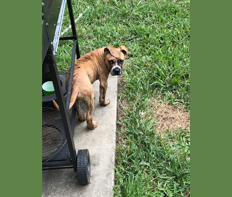 Mikey, an American Bulldog tested with EmbarkVet.com