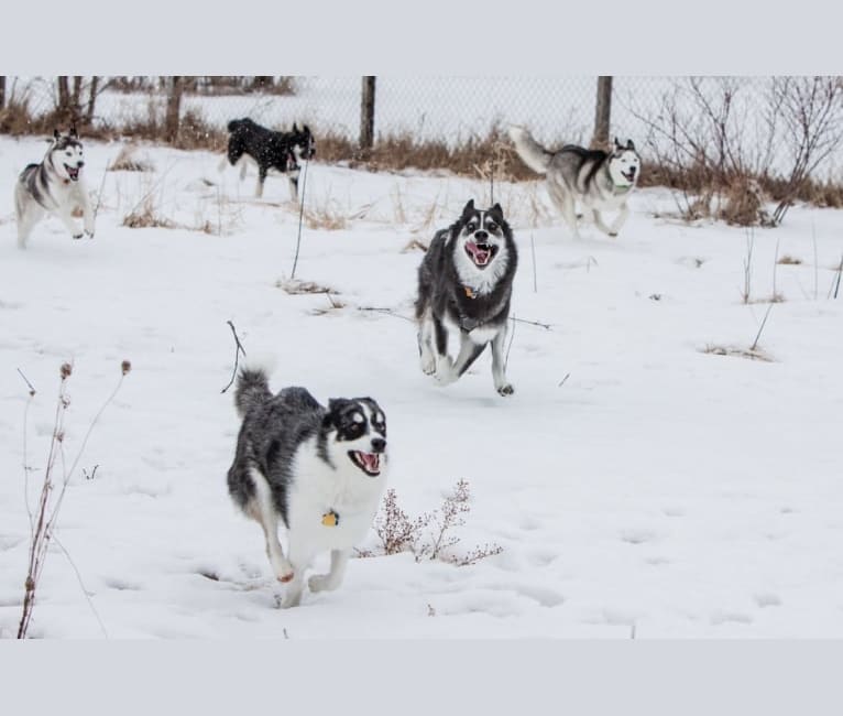 Koda, a Siberian Husky and Rottweiler mix tested with EmbarkVet.com