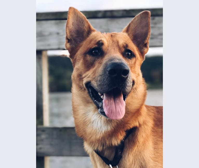 Oliver, a German Shepherd Dog and Australian Shepherd mix tested with EmbarkVet.com