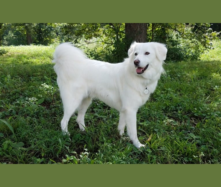 Luca, a Great Pyrenees and Pomeranian mix tested with EmbarkVet.com