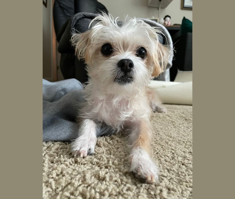 Cannoli, a Chihuahua and Lhasa Apso mix tested with EmbarkVet.com