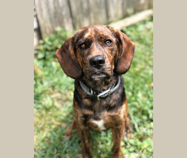 Plott hound beagle mix sales