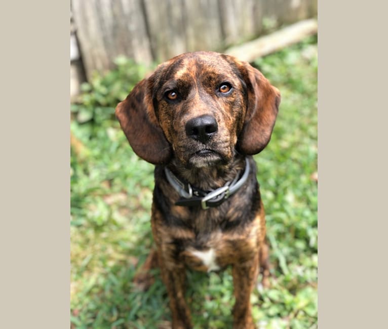 Otis, a Beagle and Golden Retriever mix tested with EmbarkVet.com