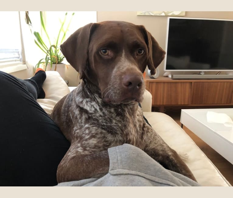 Rocky, a Boxer and German Shorthaired Pointer mix tested with EmbarkVet.com