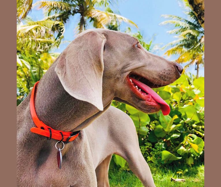 Arya the Weim, a Weimaraner tested with EmbarkVet.com