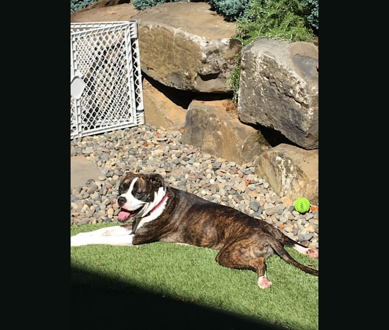 Photo of Ada, an American Staffordshire Terrier, Bulldog, and American Bulldog mix in California, USA