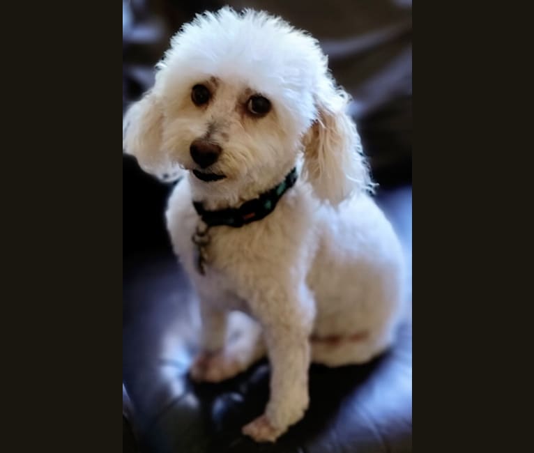 Ducky, a Poodle (Small) tested with EmbarkVet.com