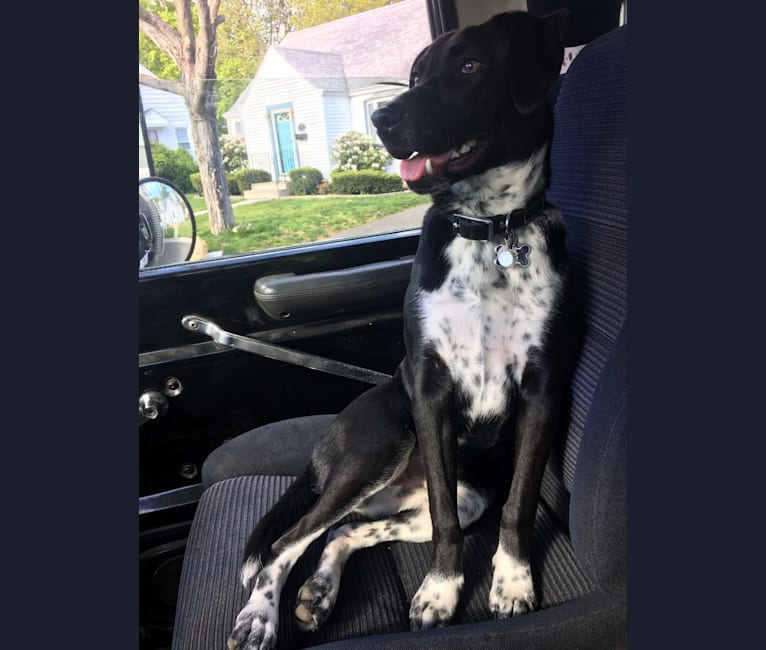 Marley, a Catahoula Leopard Dog and Australian Cattle Dog mix tested with EmbarkVet.com