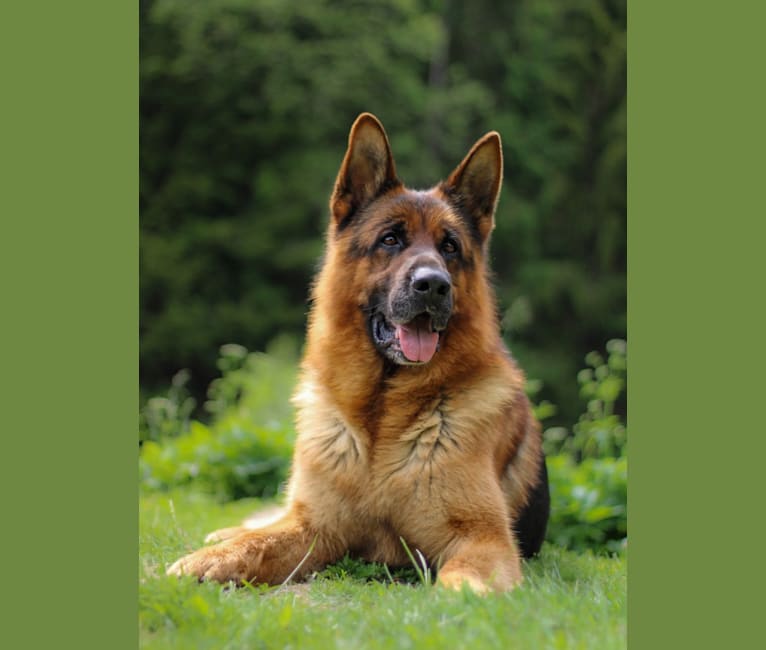 Qaiser, a German Shepherd Dog tested with EmbarkVet.com